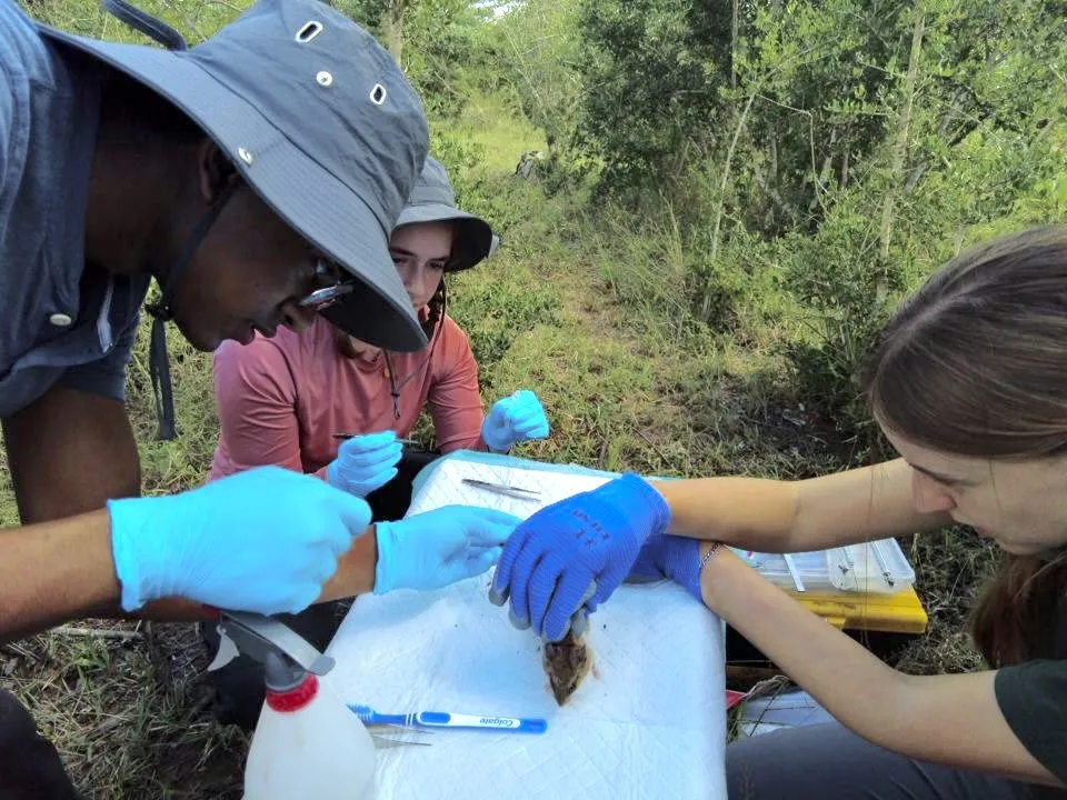 South African savanna rodent sampling